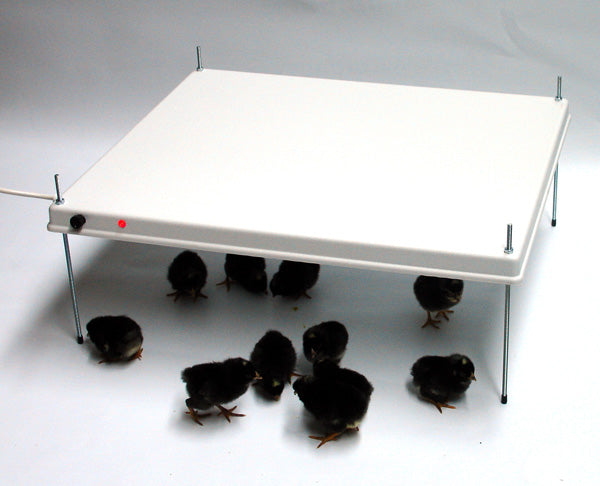 HEKA Warm Plate for 50-60 Chicks, 41cm x 51cm - optional with Thermostat
