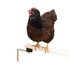Anti Mite Set for the Coop - keeps mites away from the perches