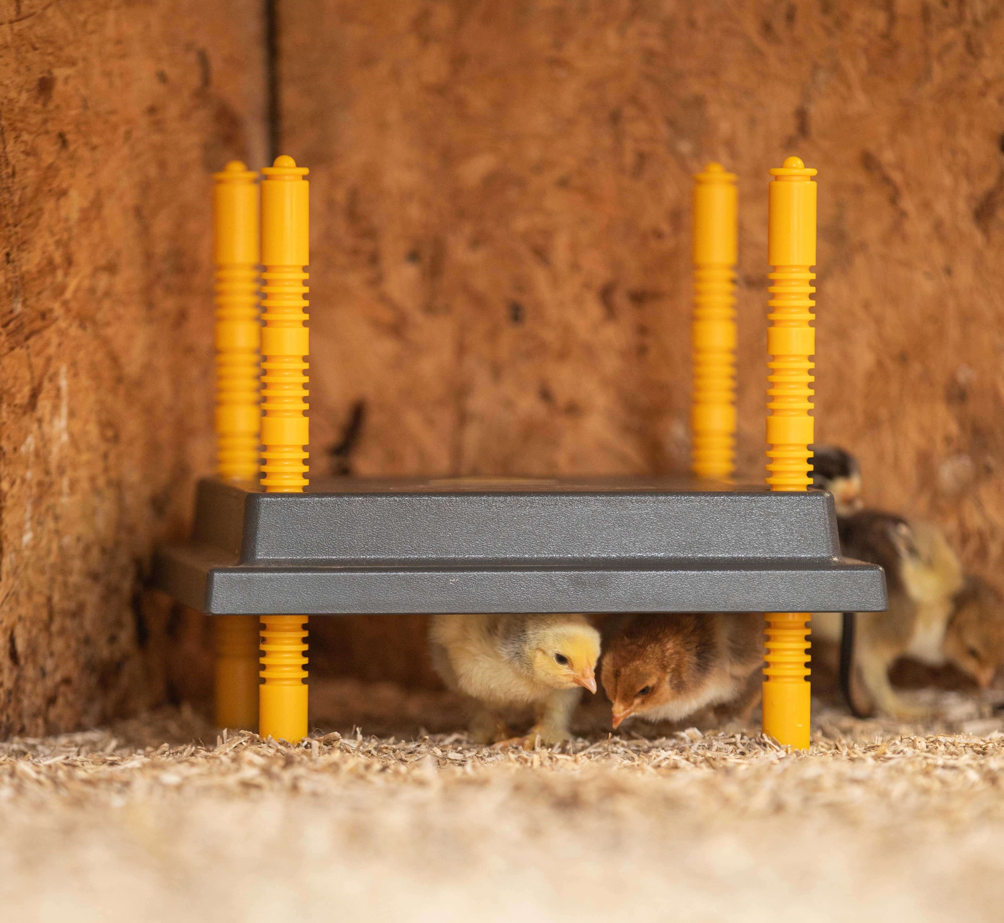 Heating Plate "Comfort" for ca. 15 Chicks, 25x25cm