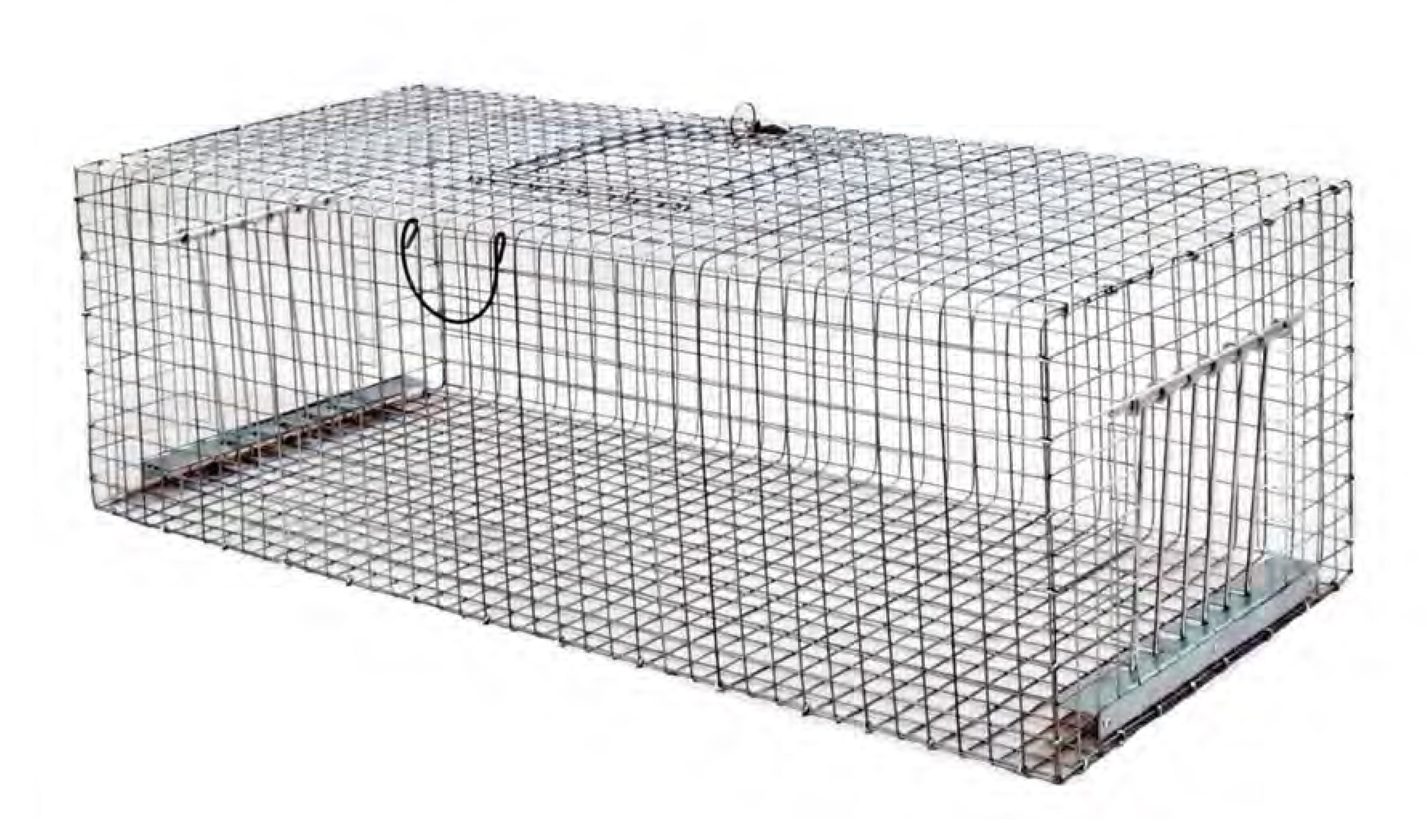 Pigeon-Trap